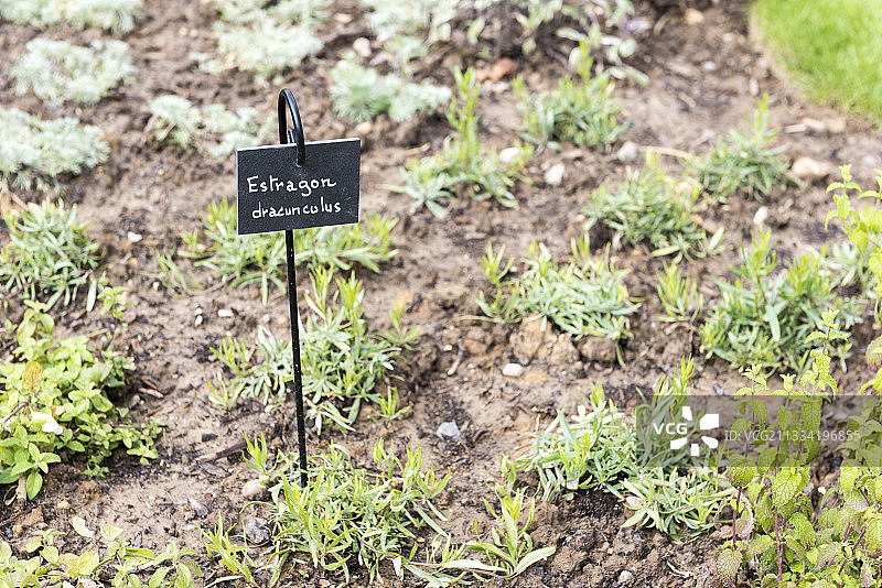 花园里的龙蒿图片素材