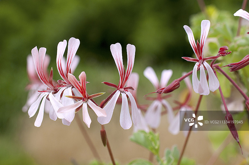 花园中盛开的天竺葵图片素材