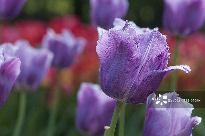 花园里盛开的蓝色苍鹭郁金香图片素材