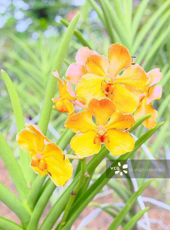 万代兰花，亚洲和 Oceania 热带森林的附生花，Deshaies 植物园，瓜德罗普岛图片素材