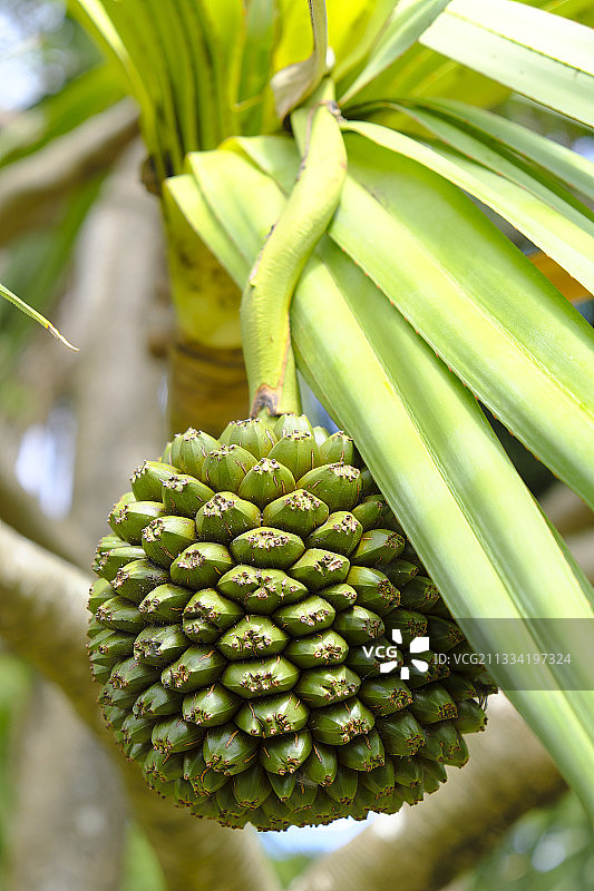 可食用露兜树果实图片素材