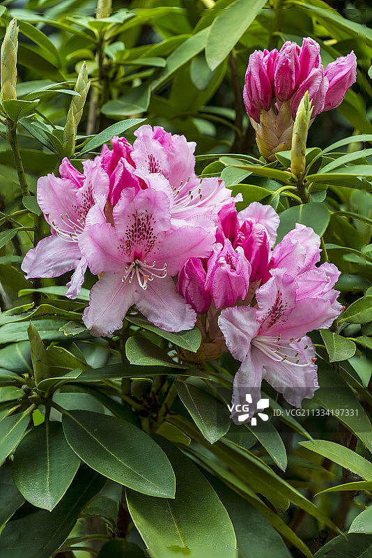 盛开的杜鹃花图片素材