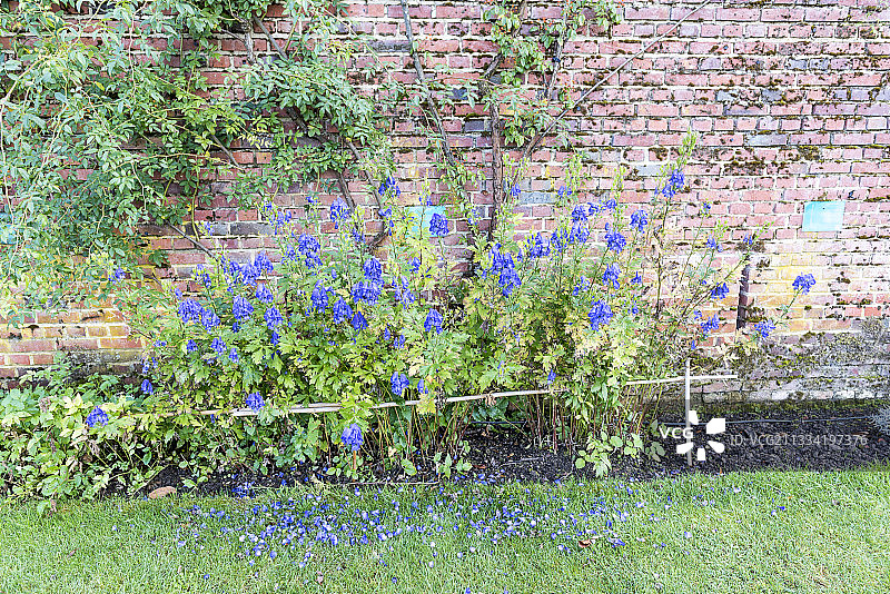 花园中盛开的金星战车（乌头），秋季，法国加来海峡图片素材