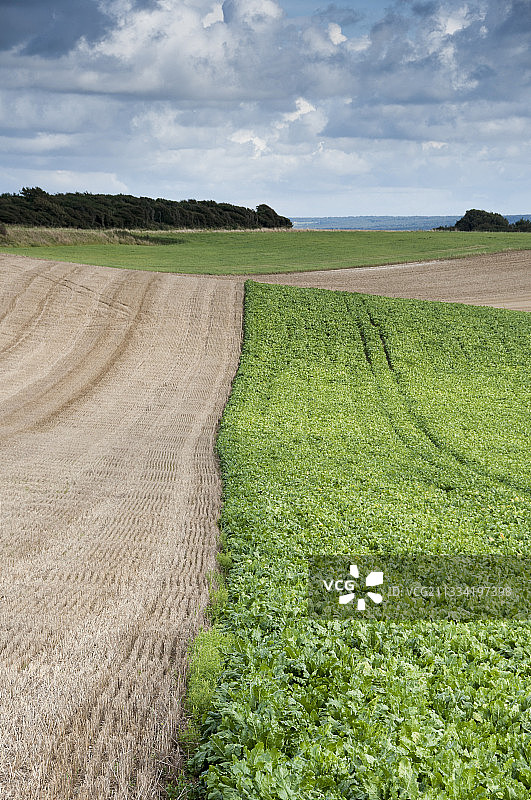 法国加莱海峡的夏季甜菜田图片素材