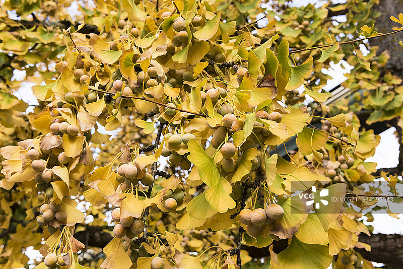 秋季法国花园中的银杏果实图片素材