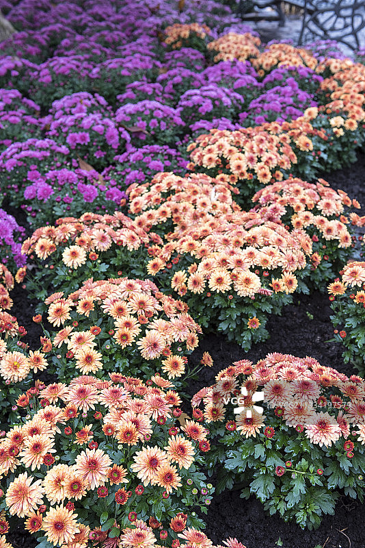 德国秋季花园中盛开的菊花图片素材