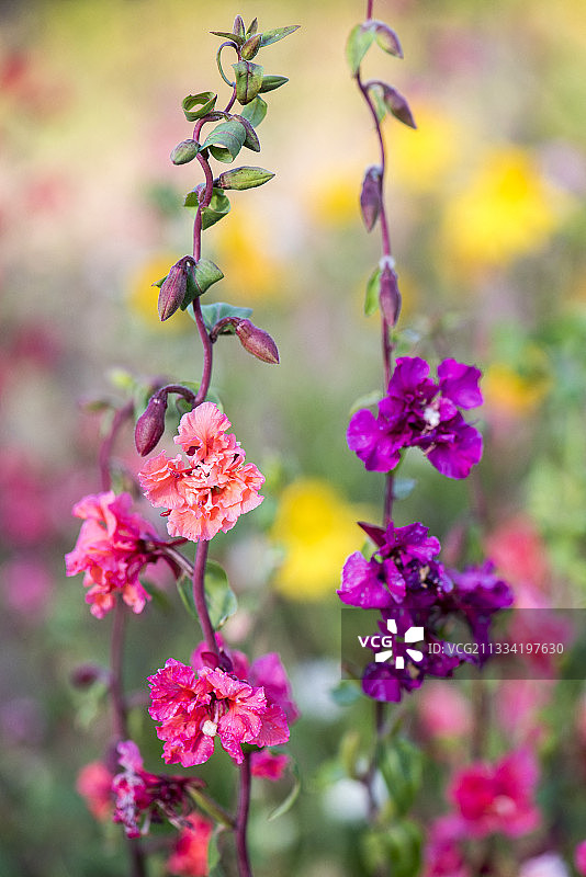 法国摩泽尔，花园中盛开的克拉克花，夏季图片素材