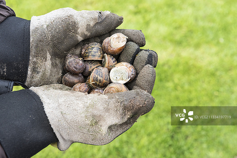 园丁手中的蜗牛，秋季，法国加来海峡图片素材