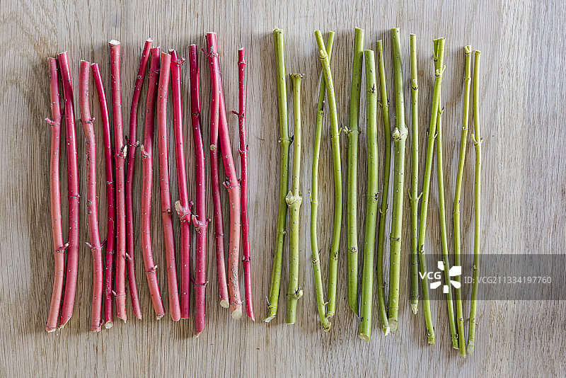 花园里红黄色山茱萸的扦插步骤图片素材