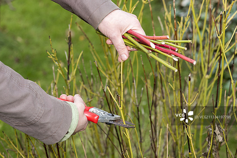 花园里红黄色山茱萸的扦插步骤图片素材