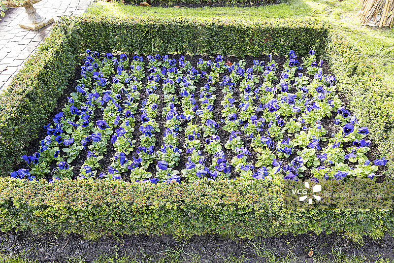 德国秋季日本雪松上的紫色花朵图片素材