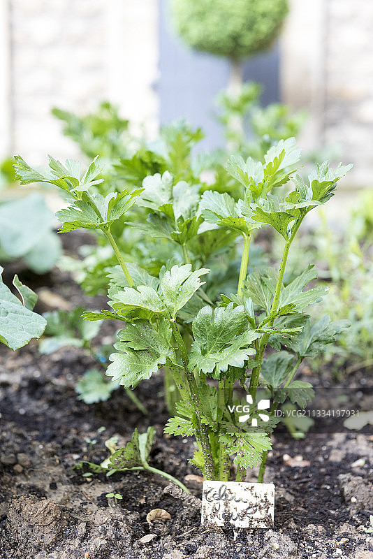 法国加来海峡蔬菜园中的芹菜图片素材