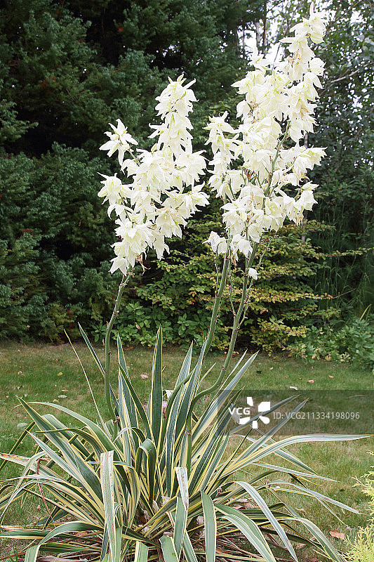 夏日花园中的杂色丝兰图片素材