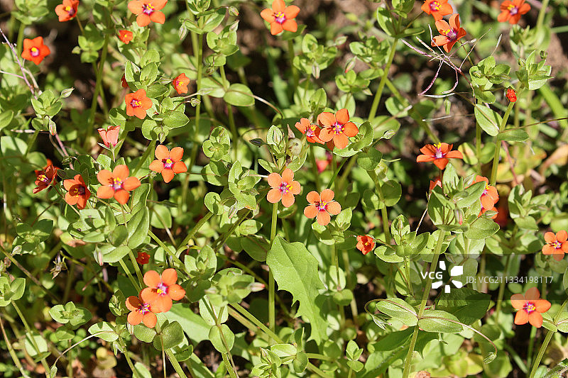 春天布列塔尼荒地盛开的星宿菜，法国图片素材