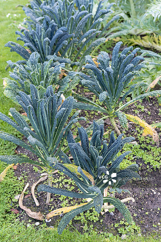 法国索姆秋季观赏蔬菜甘蓝图片素材