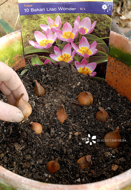 秋季在法国盆栽种植‘巴卡里紫丁香奇观’郁金香球茎图片素材