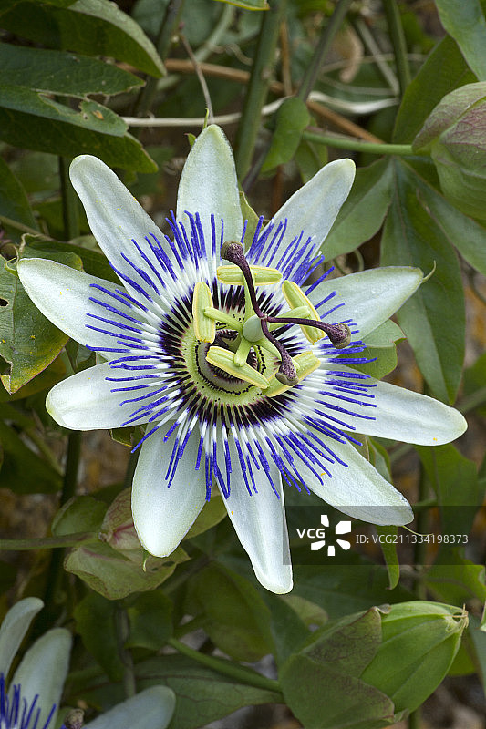 蓝色西番莲图片素材