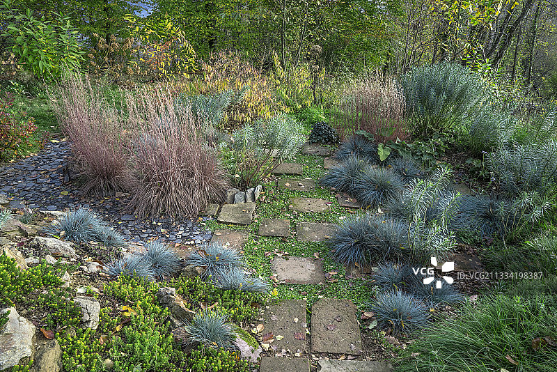 蓝色小须芒草、蓝色羊茅、赤陶花盆与 Kidney weed、大戟属植物、石板路、石假龙胆、秋季花园，法国阿列日图片素材