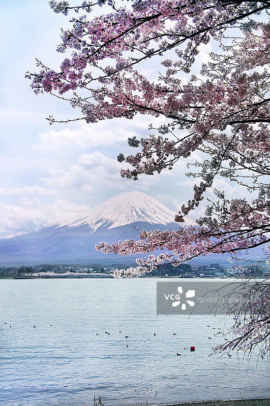 春季日本河口湖的富士山和樱花树图片素材