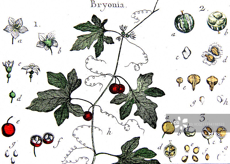 葫芦草植物图谱图片素材