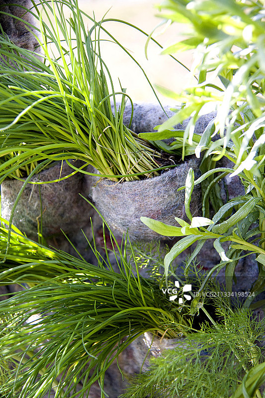 毛毡口袋种植的韭菜，用于绿植墙图片素材