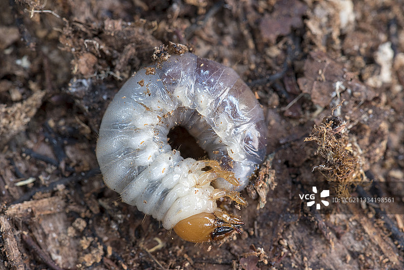 冬季在法国摩泽尔河畔山毛榉树桩中的锹甲幼虫图片素材