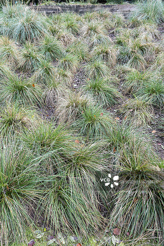 弯曲发草图片素材
