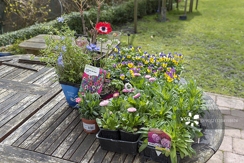 种植前的盆栽植物和桶栽植物，法国加来海峡，春天图片素材