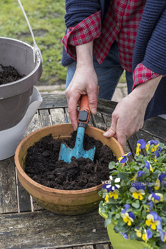 法国加来海峡角堇的悬浮图片素材