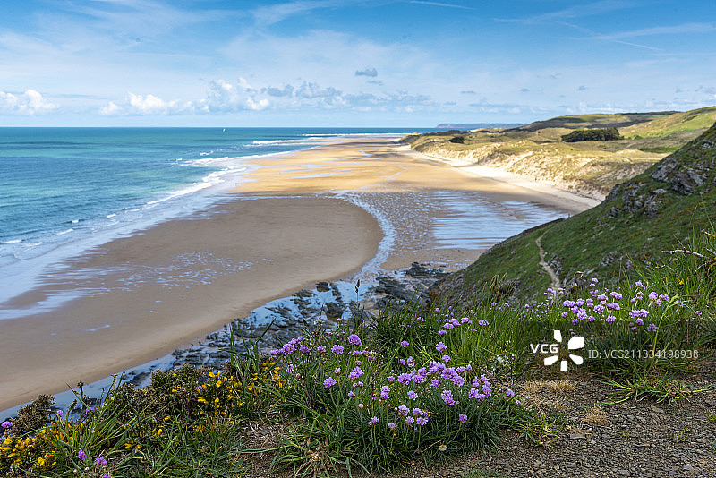 悬崖边的海石竹图片素材