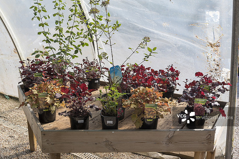 法国索姆省花园中展出的不同品种矾根图片素材