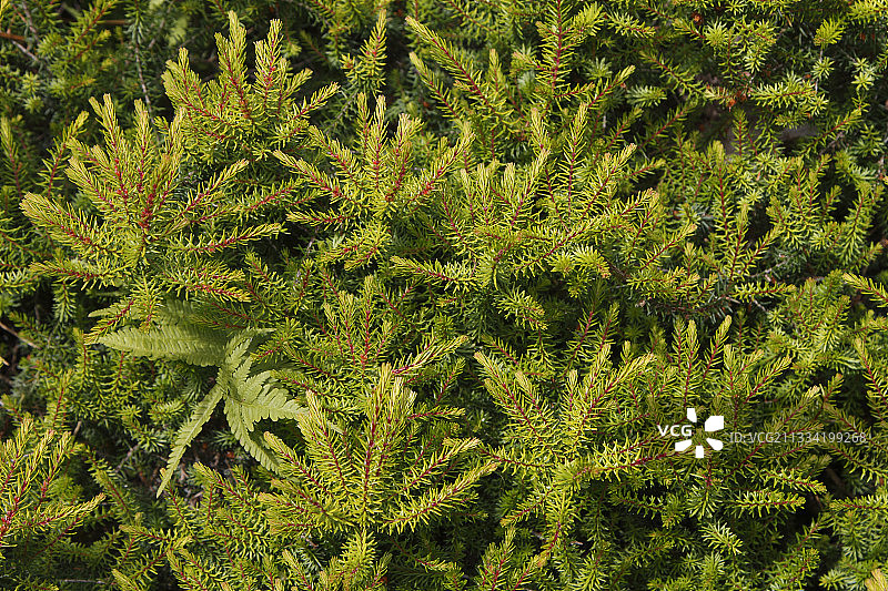 巴黎花卉公园的四裂欧石楠（Erica tetralix），法国图片素材