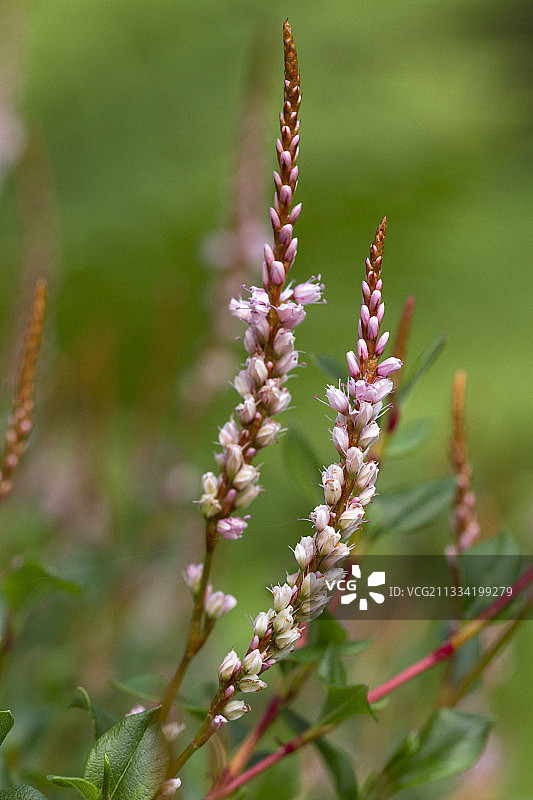 玫瑰地毯蓼图片素材