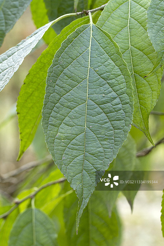 杜仲树图片素材