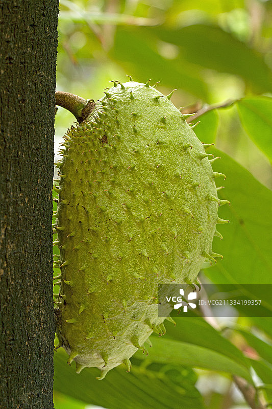 刺果番荔枝图片素材