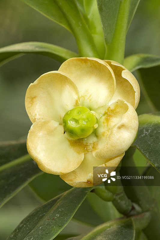 签名树（蔷薇 Clusia）图片素材