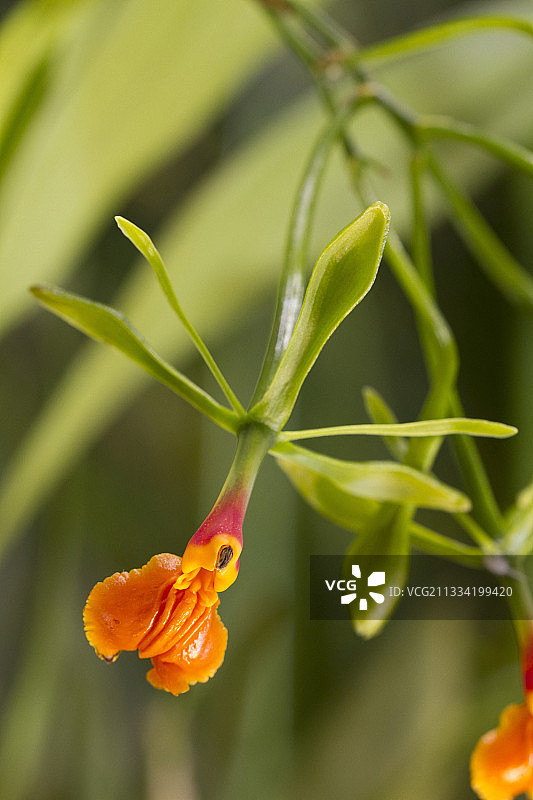 假表epidendrum兰花图片素材