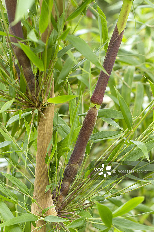 竹子的新芽图片素材