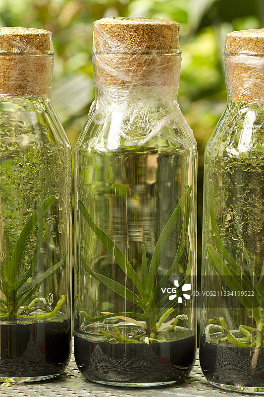 风兰离体培养图片素材