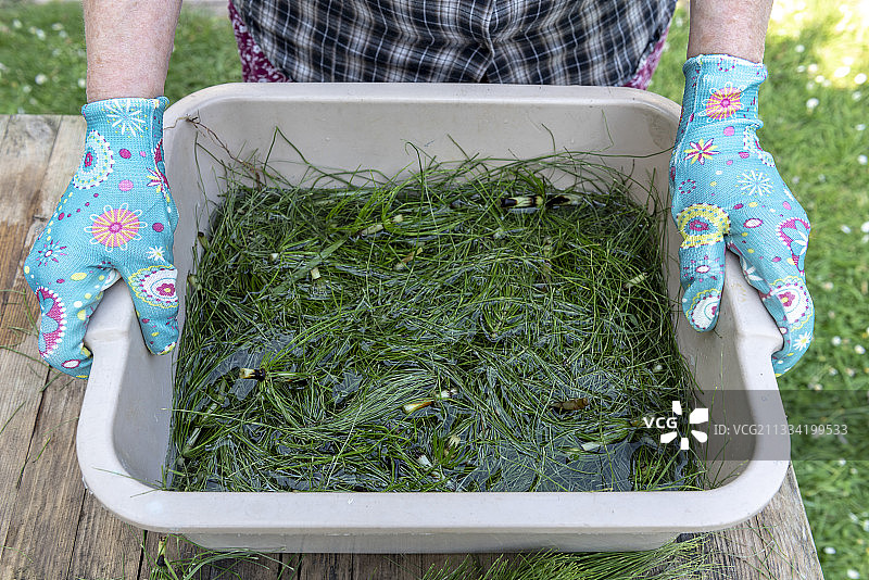 花园中逐步制作的问荆肥料图片素材