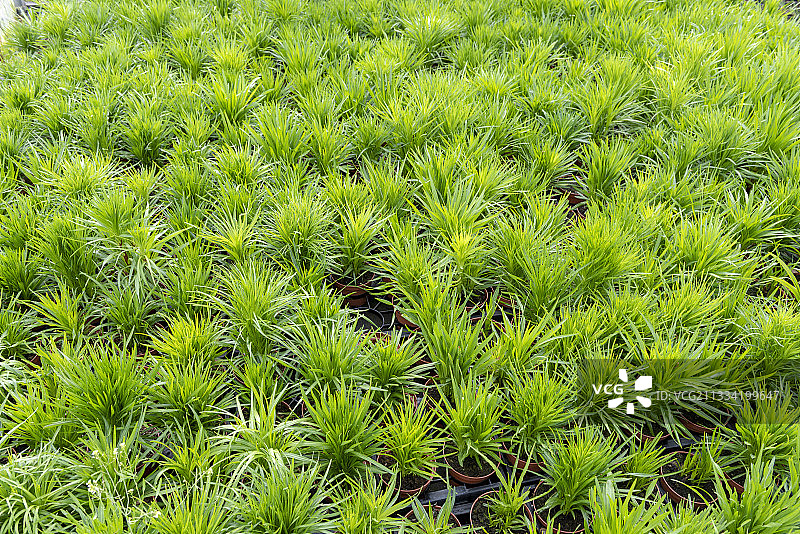 温室盆栽穗花烈香草（法国加来海峡）图片素材