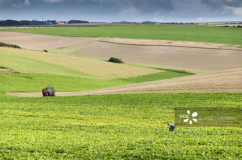 在甜菜地里的农民，法国加来海峡，夏季图片素材
