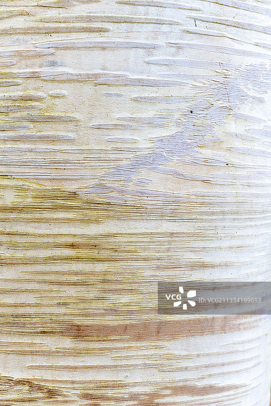 桦树皮，索姆，加来海峡，法国。图片素材