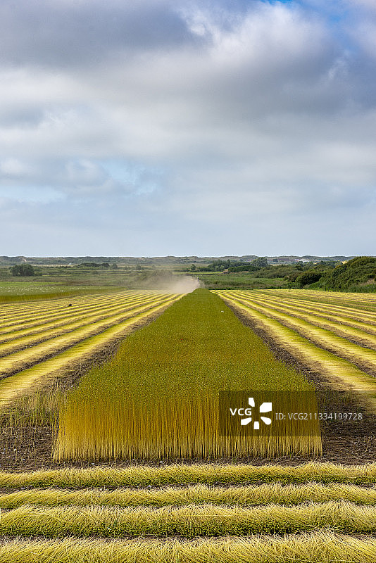 在田野里除草和干燥亚麻茎，夏季，法国桑加特图片素材