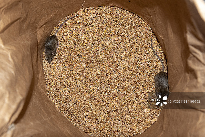 麦袋里的老鼠图片素材