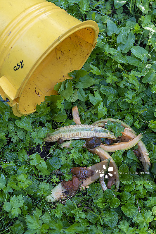 用瓜皮制作的蛞蝓陷阱，夏季，摩泽尔，法国图片素材