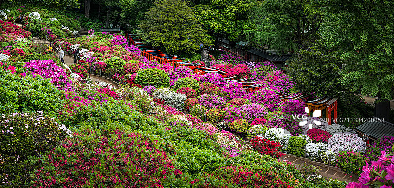 日本根津神社花园，东京盛开的杜鹃花图片素材