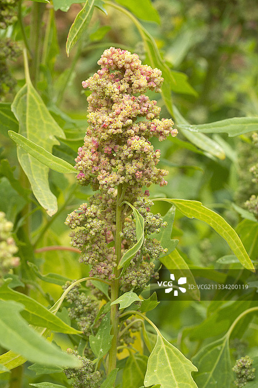 藜麦图片素材
