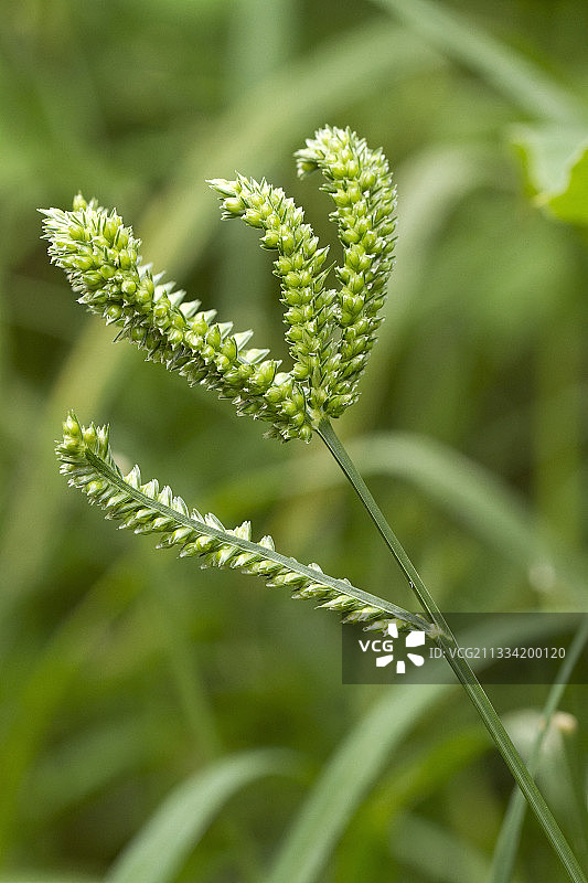 手指小米图片素材