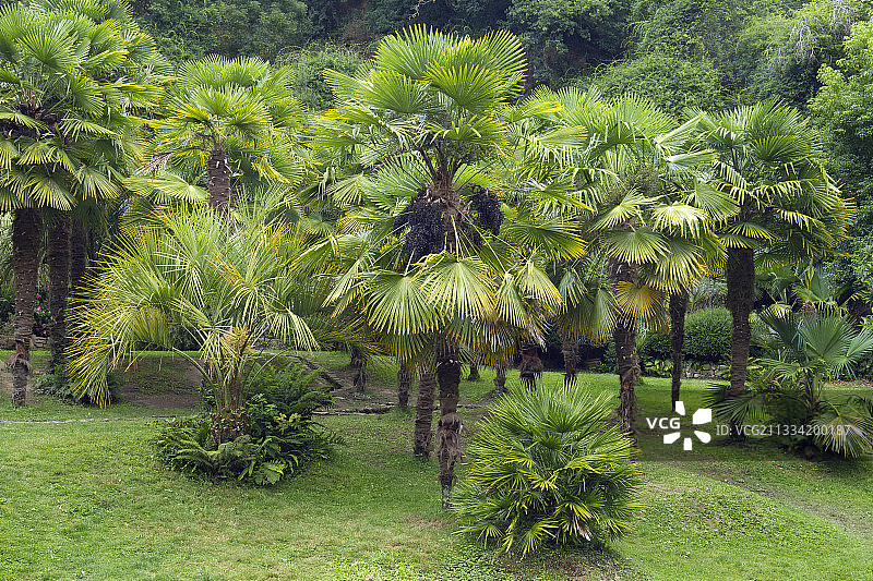 棕榈树图片素材